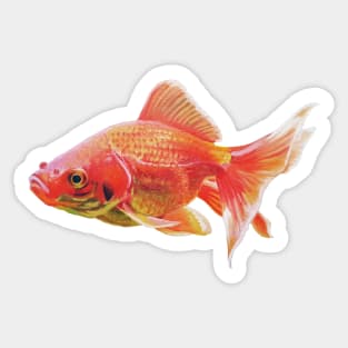 Painted goldfish Sticker